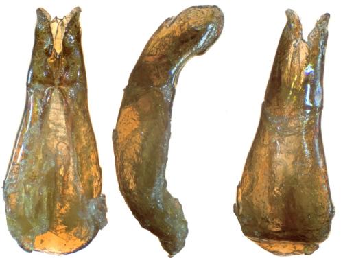 Ataenius heinekeni